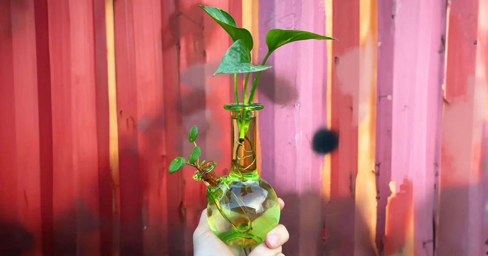 is-bong-water-good-for-plants-why-this-is-not-a-good-idea-vitae-glass